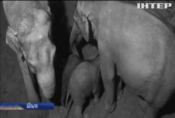 Зоопарк бельгійського Мехелена поповнився слоненям
