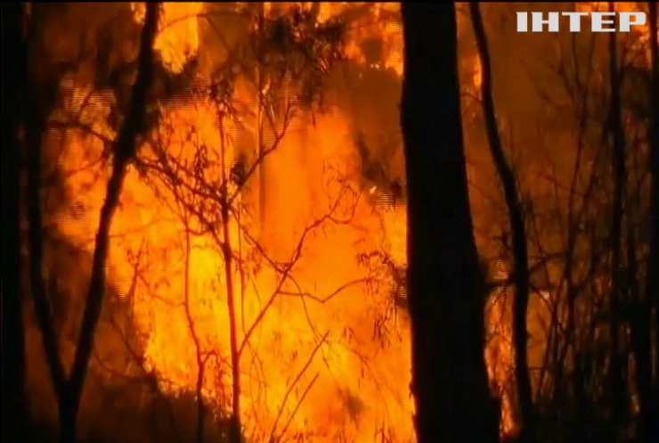 В Австралії вирують лісові пожежі