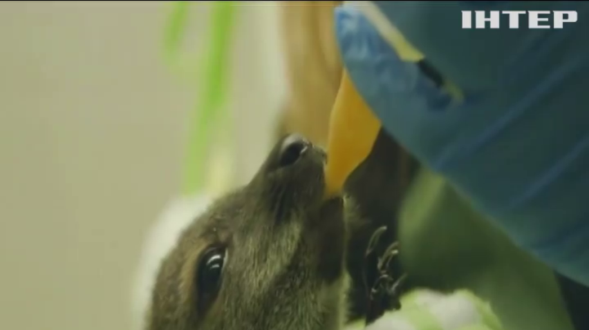 Відвідувачам зоопарку у Сан-Дієго показали новонароджених валабі 