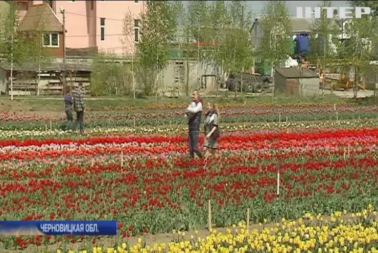 Равнение на тюльпаны: как побывать в Голландии не покидая Украину