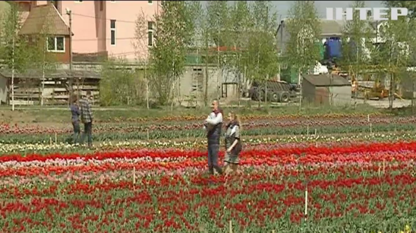 Равнение на тюльпаны: как побывать в Голландии не покидая Украину