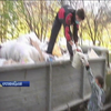 В Кропивницькому мешканці будинку вимушені прибирати оселю сусідки