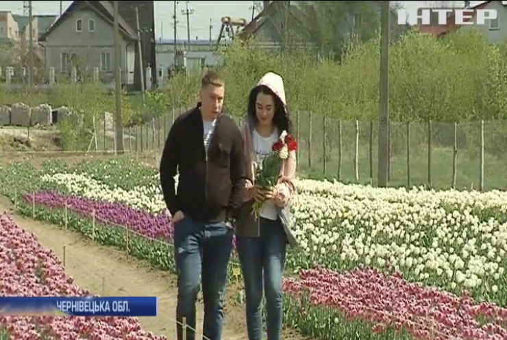 На Буковині зацвіли мільйони рідкісних тюльпанів