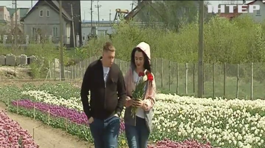 Квітковий рай: Буковина та Львівщина зустрічають туристів тюльпанами