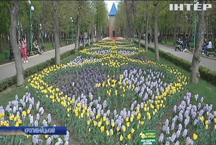 У Кропивницькому дендропарку розквітли мільйони тюльпанів (відео)