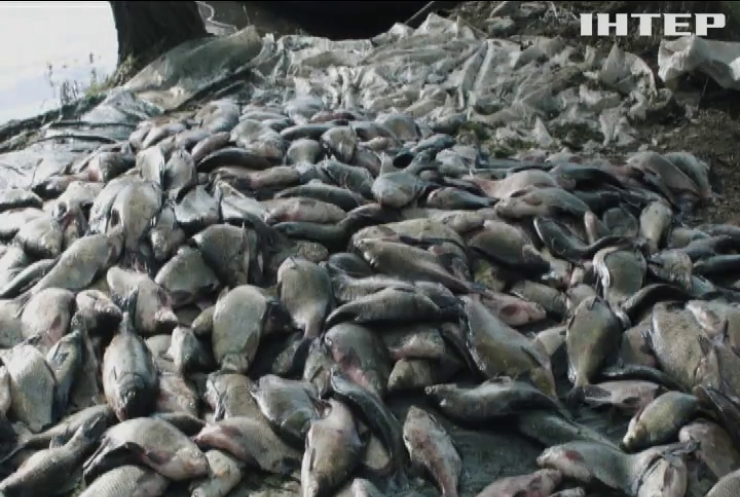 На Запоріжжі браконьєри створили мережу торгівлі рибою