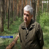 Україні загрожує втрата хвойних лісів