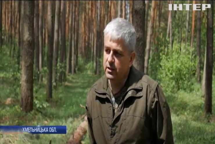Україні загрожує втрата хвойних лісів
