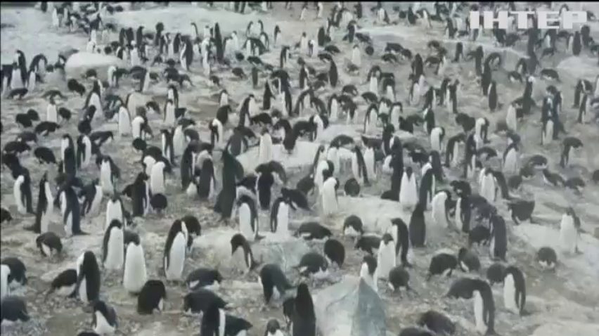 Як в Антарктиці вивчають життя пінгвінів (відео)