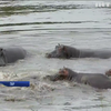 Антилопа дивом врятувалася від крокодилів (відео)