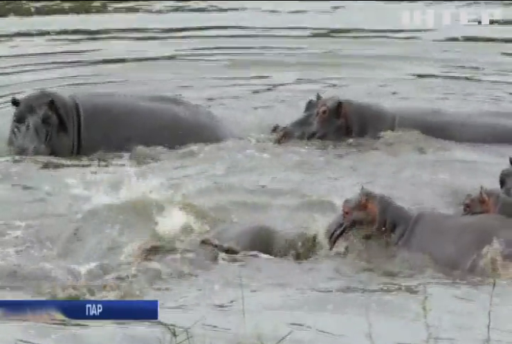 У Африці гіпопотами врятували антилопу від крокодилів