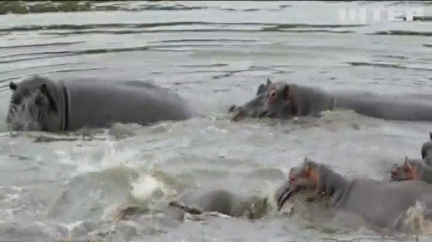 У Африці гіпопотами врятували антилопу від крокодилів