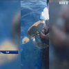 Береговий патруль США врятував черепах (відео)