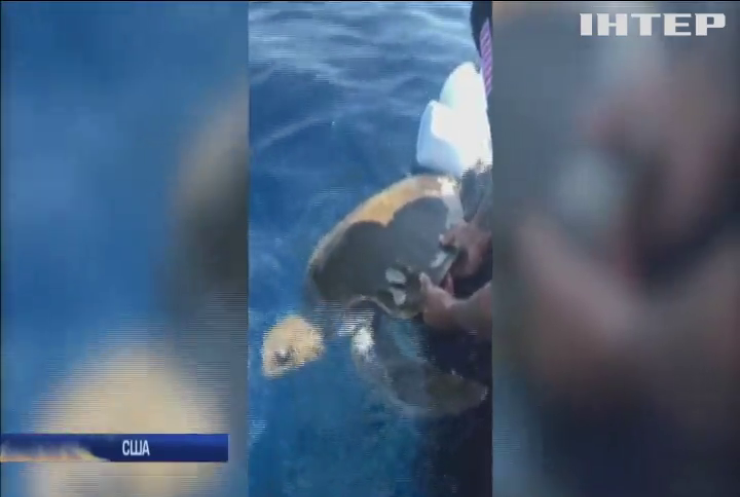 Береговий патруль США врятував черепах (відео)