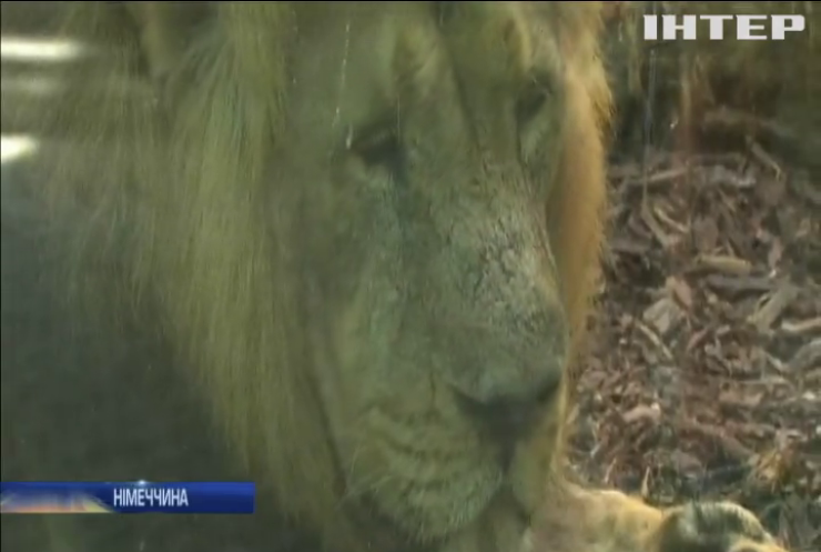 У зоопарку Франкфурта показали дитинчат азійського лева