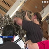 У Франції продали кістки рідкісного динозавра