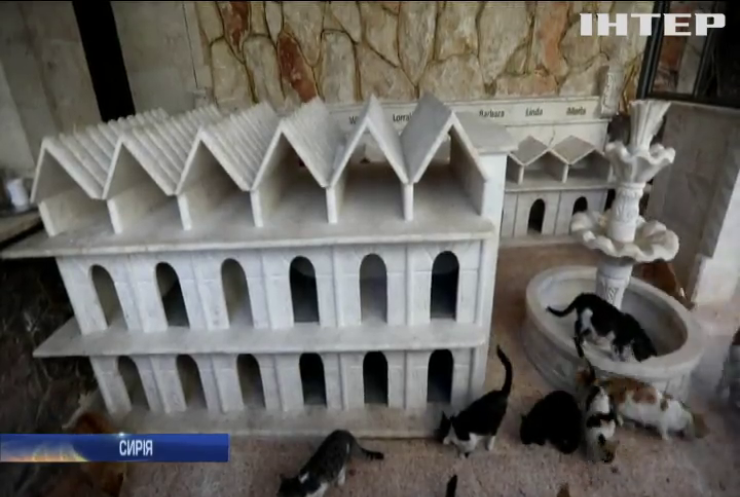 Притулок для котів відкрили у Сирії