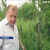 У Львівській області містяни масово вирубують ліси
