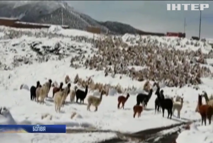 Мороз знищує лам та альпаків у Андах
