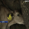 Незвичайна історія: у Болгарії врятували життя корові Пінкі (відео)
