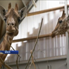 У бельгійському зоопарку народилося дитинча жирафи