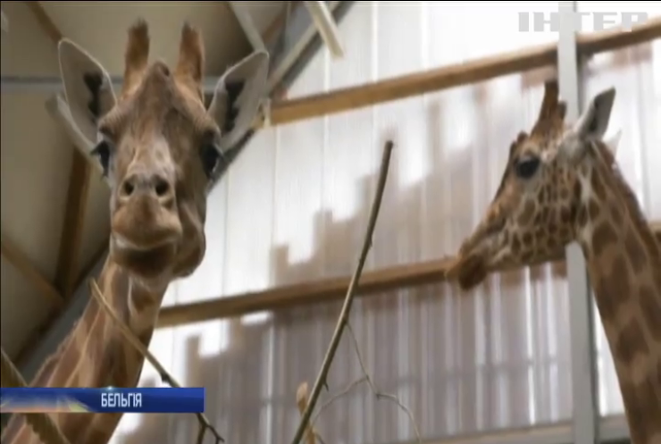 У бельгійському зоопарку народилося дитинча жирафи