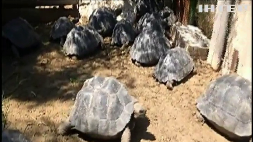 Галапагоських черепах повернуть до дому