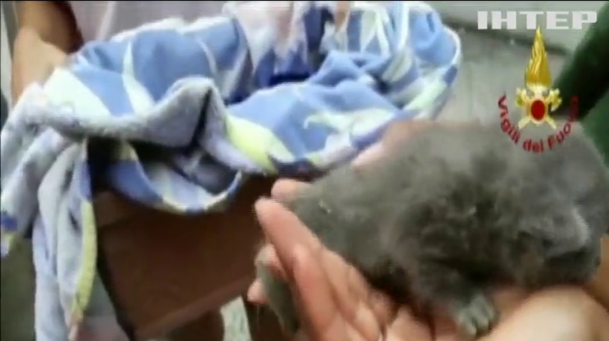 Спецоперація: кошенят врятували з труби (відео)