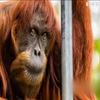 В Австралії помер найстаріший орангутанг у світі