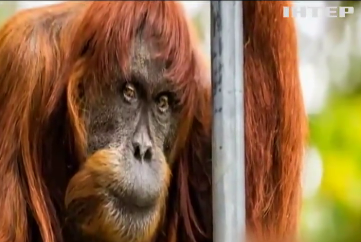 В Австралії помер найстаріший орангутанг у світі