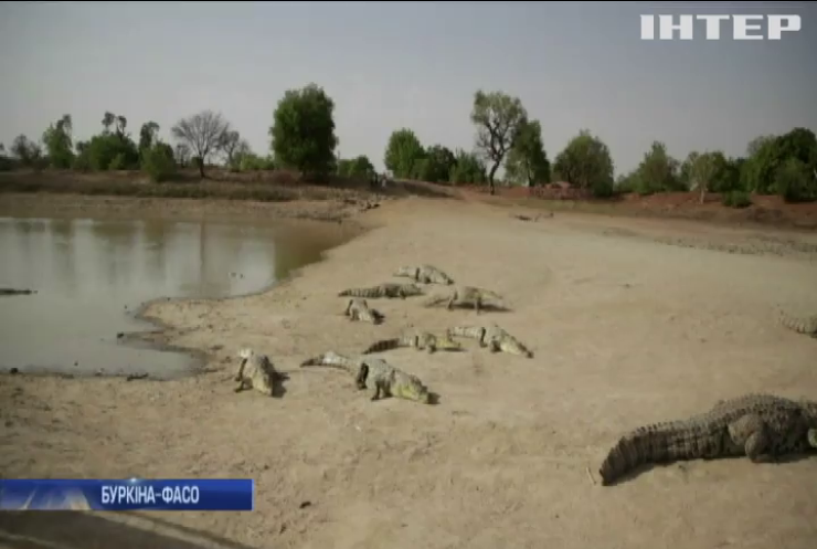 З крокодилом по сусідству: як живуть в африканських поселеннях