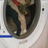 Вомбат окупував пральну машинку (відео)