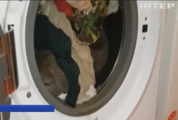Вомбат окупував пральну машинку (відео)