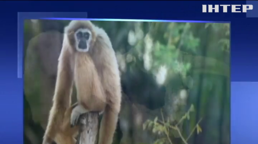 В Китае нашли останки неизвестного вида обезьян