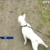 У Києві пройшов благодійний забіг із собаками 