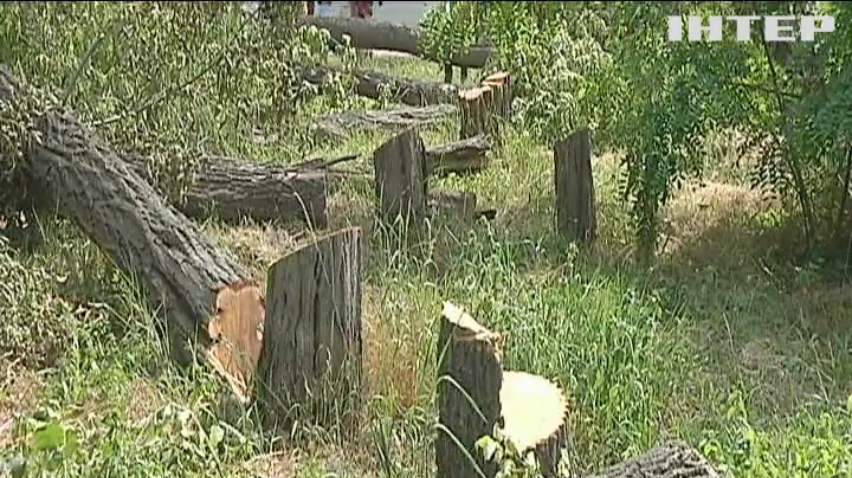 Скандал в Кропивницком: в городе идет вырезка здоровых деревьев