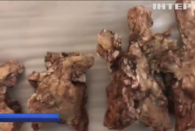 В Аргентині знайшли останки динозавра (відео)