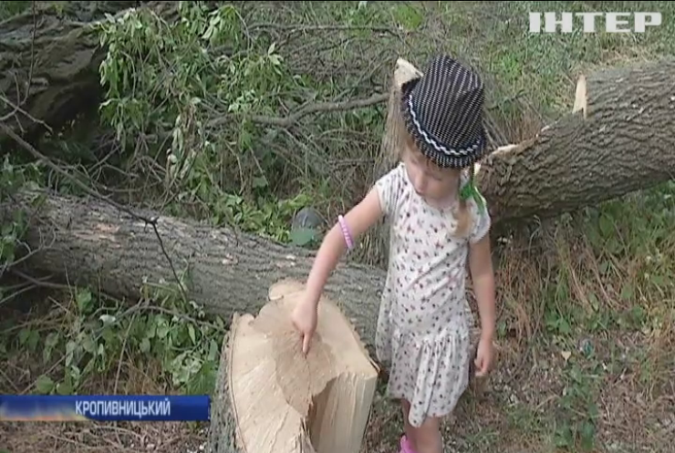 Лісоповал серед міста: чому у Кропивницькому вирубують здорові дерева