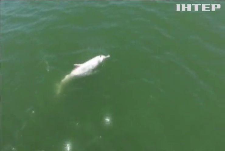 Білі дельфіни опинилися на межі вимирання