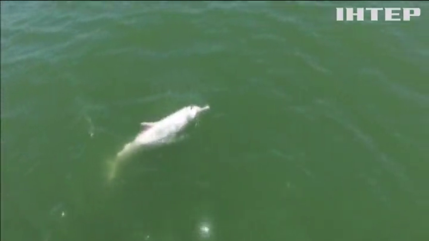 Білі дельфіни опинилися на межі вимирання