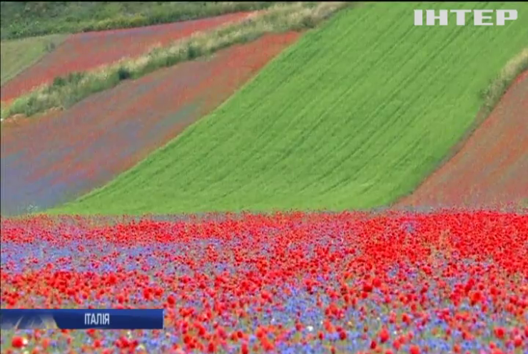 Італійські поля вкрились кольоровим килимом з квітів (відео)