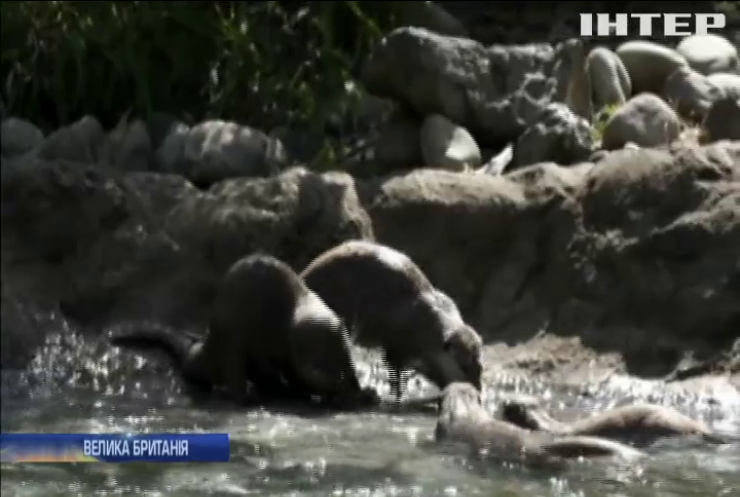 Тварин у зоопарку рятують від спеки морозивом