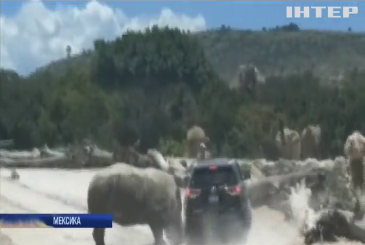 В Мексике на автомобиль с людьми набросился носорог (видео)