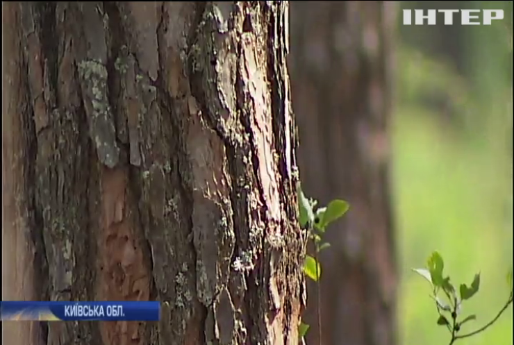 Лісові господарства України атакують жуки-короїди