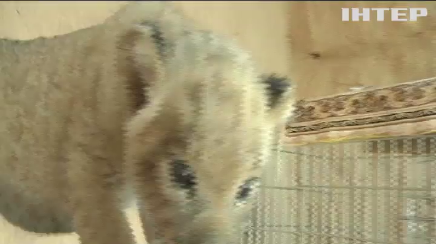 Зоопарк під Запоріжжям поповнився дитинчатами леопарда