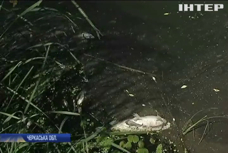 Екологічна проблема: під Черкасами у річці загинула риба