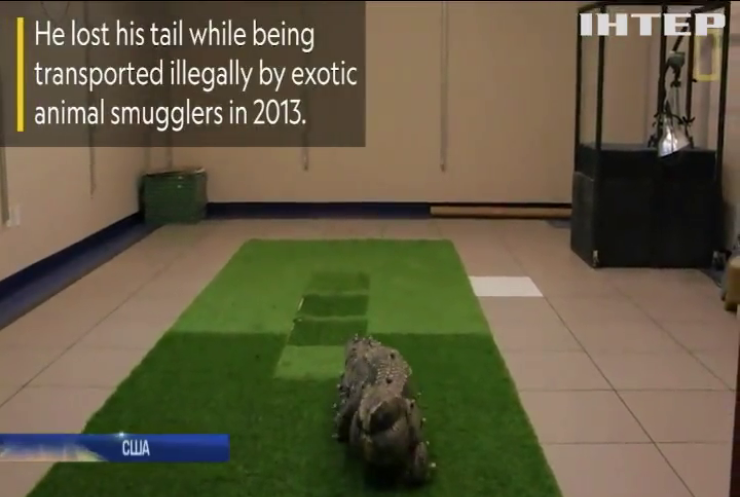 Крокодилу надрукували хвіст на 3D-принтері
