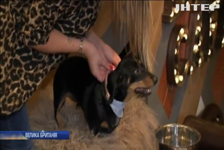 У Великобританії влаштували вечірку для собак породи такса (відео)