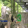 У зоопарку Вашингтона панда відсвяткувала день народження