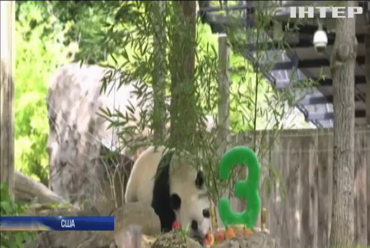 У зоопарку Вашингтона панда відсвяткувала день народження